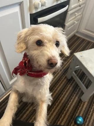 Luna, female 3yo Mixed Breed for adoption at Dogs Voice, Athens