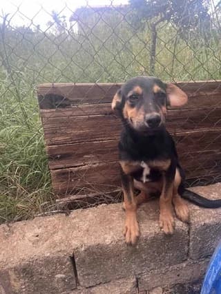 Ari, female puppy Mixed Breed for adoption at Dogs Voice, Athens