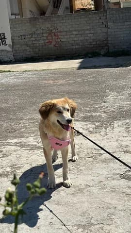 Fenia, female puppy Mixed Breed for adoption at Dogs Voice, Athens