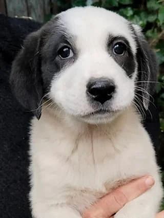 Panda, female puppy Mixed Breed for adoption at Dogs Voice, Athens
