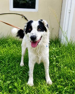 Paul, male 3yo Mixed Breed for adoption at Dogs Voice, Athens