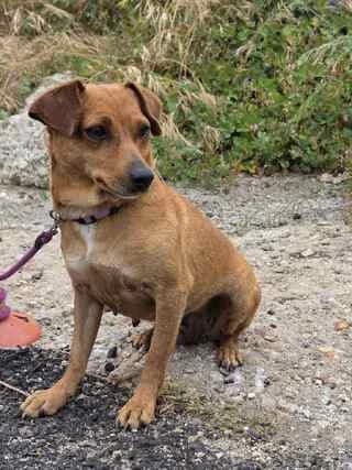 LOYNA (ΛΟΥΝΑ), female young Mixed Breed for adoption at Dogs Voice, Athens