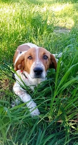 Zacharoylis (Ζαχαρουλης), male puppy Mixed Breed for adoption at Dogs Voice, Athens