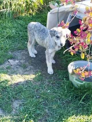 GREY, female puppy Mixed Breed for adoption at Dogs Voice, Athens