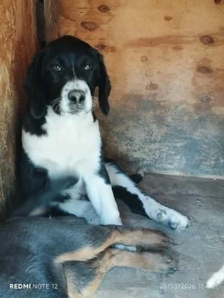 ZINO, male puppy Mixed Breed for adoption at Dogs Voice, Athens