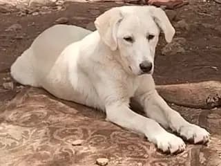Perla (Πέρλα), female puppy Mixed Breed for adoption at Dogs Voice, Athens