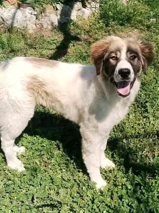 Karmen (Κάρμεν), female puppy Mixed Breed for adoption at Dogs Voice, Athens