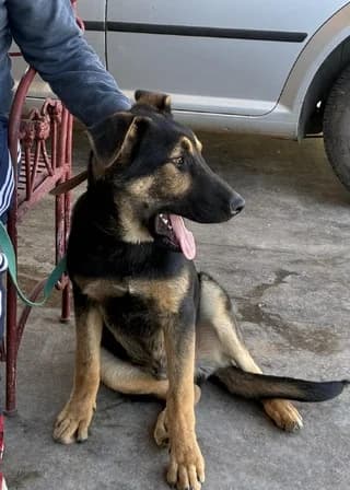 Argyris (Αργύρης), male puppy Mixed Breed for adoption at Dogs Voice, Athens