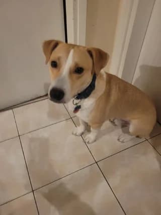 Oskar, male young Mixed Breed for adoption at Dogs Voice, Athens