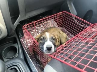 Choyzoyris (Χουζουρης), male puppy Mixed Breed for adoption at Dogs Voice, Athens