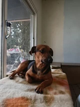 Mili, female young Mixed Breed for adoption at Dogs Voice, Athens