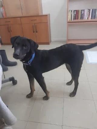 Mayroyla (Μαυρουλα), female young Mixed Breed for adoption at Dogs Voice, Athens