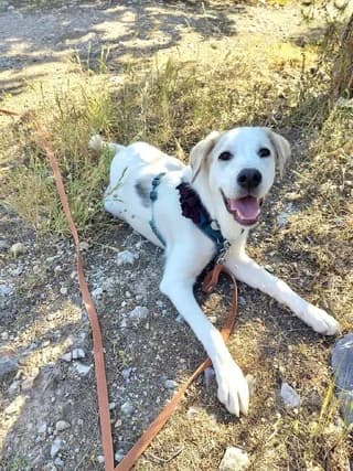 rice, male puppy Mixed Breed for adoption at Dogs Voice, Athens