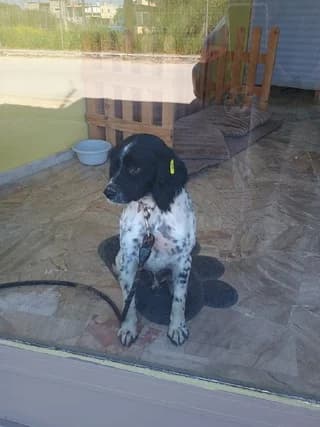 Mpoympis (Μπουμπης), male young Mixed Breed for adoption at Dogs Voice, Athens