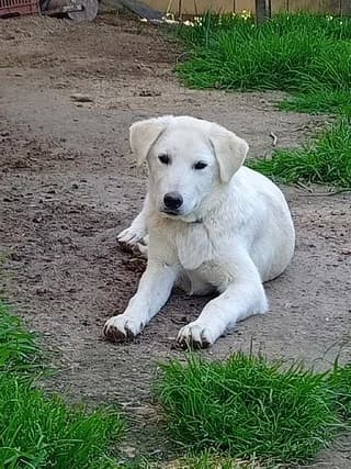 Kasper (Κάσπερ), male puppy Mixed Breed for adoption at Dogs Voice, Athens