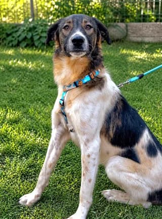 Jeremy, male 3yo Mixed Breed for adoption at Dogs Voice, Athens