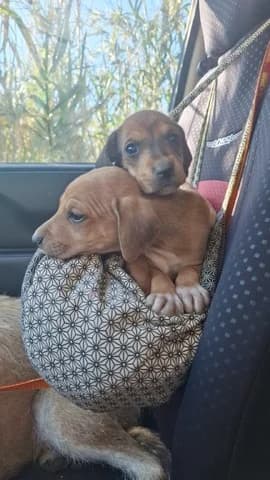 Tinos puppies,  puppy Mixed Breed for adoption at Dogs Voice, Athens