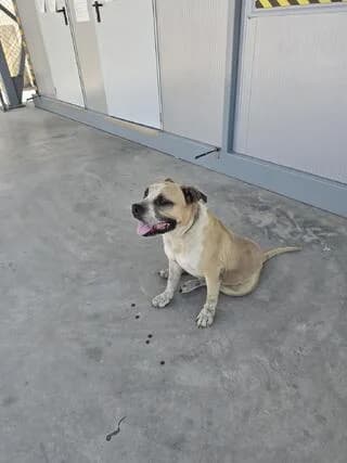 AMSTAFF, male 3yo Mixed Breed for adoption at Dogs Voice, Athens