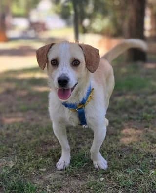 Sunny, male puppy Mixed Breed for adoption at Dogs Voice, Athens