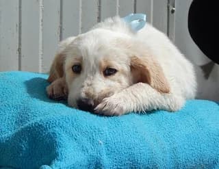 Rudy, male puppy Mixed Breed for adoption at Dogs Voice, Athens