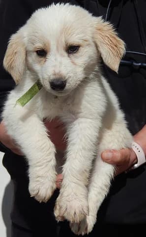 Randy, male puppy Mixed Breed for adoption at Dogs Voice, Athens