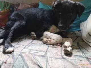 MELITA (ΜΕΛΙΤΑ), female puppy Mixed Breed for adoption at Dogs Voice, Athens
