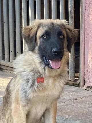 MPERY (ΜΠΕΡΥ), male young Mixed Breed for adoption at Dogs Voice, Athens