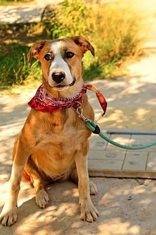 Miloy (Μιλου), female young Mixed Breed for adoption at Dogs Voice, Athens