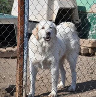 Melenia (Μελένια), female 3yo Mixed Breed for adoption at Dogs Voice, Athens
