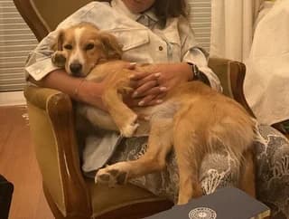 Rossa (Ρόσσα), female 7yo Mixed Breed for adoption at Dogs Voice, Athens