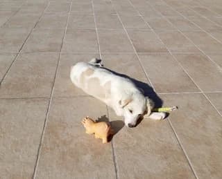 Mpianka (Μπιάνκα), female 7yo Mixed Breed for adoption at Dogs Voice, Athens