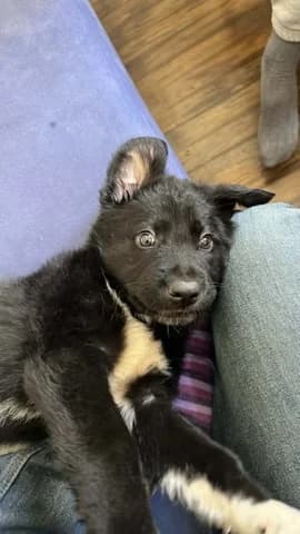 NTOYKI (ΝΤΟΥΚΙ), male puppy Mixed Breed for adoption at Dogs Voice, Athens