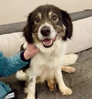 ♥️Melia ♥️ (♥️Μέλια ♥️), female 3yo Mixed Breed for adoption at Dogs Voice, Athens