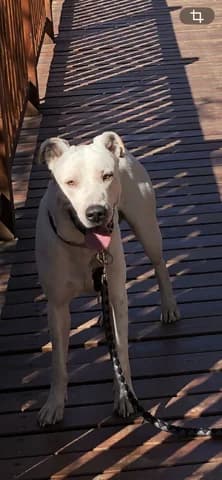 ODIN, male 3yo Mixed Breed for adoption at Dogs Voice, Athens