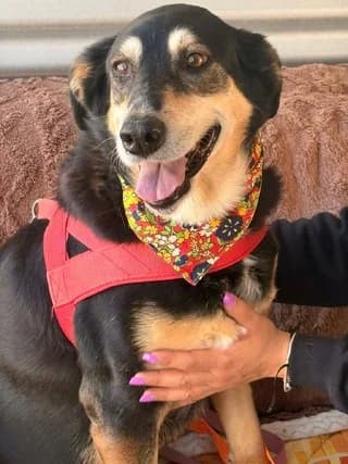 Άmpy (Άμπυ), female 7yo Mixed Breed for adoption at Dogs Voice, Athens