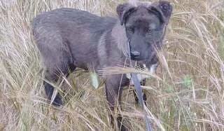 Braun, female puppy Mixed Breed for adoption at Dogs Voice, Athens
