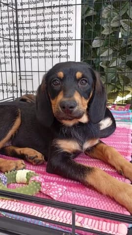 Chainti (Χαιντι), female puppy Mixed Breed for adoption at Dogs Voice, Athens