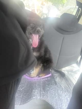 Pookie, male puppy Mixed Breed for adoption at Dogs Voice, Athens