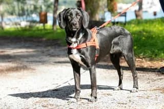 Pol (Πολ), Mixed Breed (Dogs Voice)