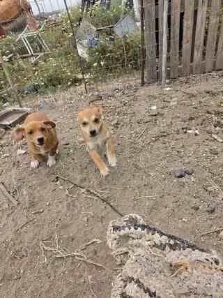TSOKO & PIKO (ΤΣΟΚΟ & ΠΙΚΟ), male puppy Mixed Breed for adoption at Dogs Voice, Athens