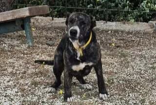 MOKA (ΜΟΚΑ), female 3yo Mixed Breed for adoption at Dogs Voice, Athens