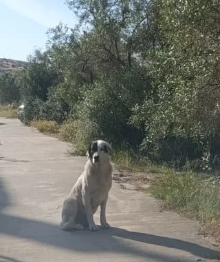 DANIS (ΔΑΝΗΣ), male young Mixed Breed for adoption at Dogs Voice, Athens