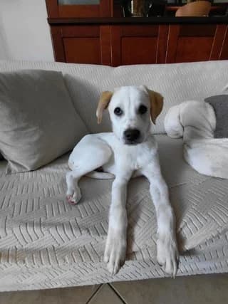 Masa (Μασα), male puppy Mixed Breed for adoption at Dogs Voice, Athens