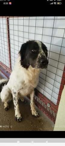 EDY,  young Mixed Breed for adoption at Dogs Voice, Athens