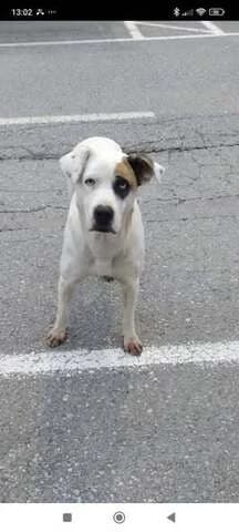 MILA, female 3yo Mixed Breed for adoption at Dogs Voice, Athens