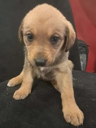 Koytavi 1 (Κουτάβι 1), male puppy Mixed Breed for adoption at Dogs Voice, Athens