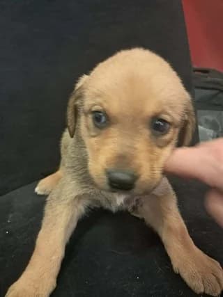 Koytavi 2 (Κουτάβι 2), female puppy Mixed Breed for adoption at Dogs Voice, Athens