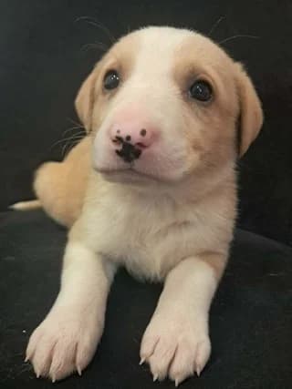 Koytavi 3 (Κουτάβι 3), female puppy Mixed Breed for adoption at Dogs Voice, Athens