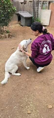 Zoi (Ζωή), female 3yo Mixed Breed for adoption at Dogs Voice, Athens