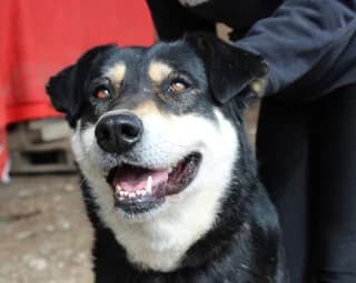 Asteris (Αστέρης), male 7yo Mixed Breed for adoption at Dogs Voice, Athens
